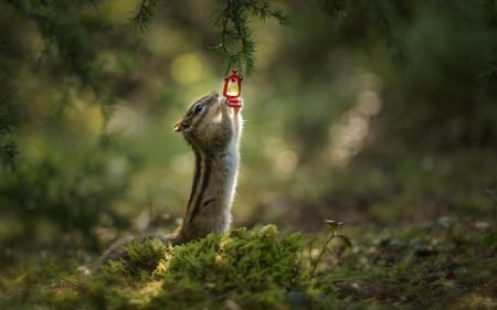 Chipmunk - veverita cu falcute, chipmunk, lantern, animal, squirrel, cute