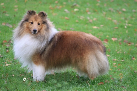 Scottish Dog Breeds - Shetland Collie - Scottish Dog Breeds, Shetland Collie, Collies, Scottish Dogs