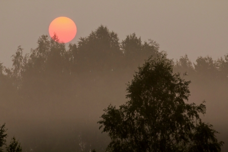 Beautiful our sun - sunset, nature, tree, sun