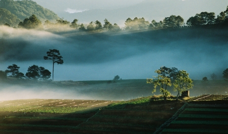 Mist - nature, tree, land, mist