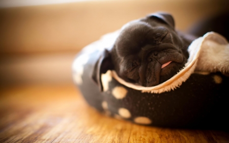 Found a Lace to Sleep - black, nose, shoe, lace, puppy, baby, pink