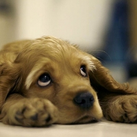 Sad Eyes Cocker Spaniel