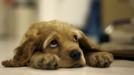 Sad Eyes Cocker Spaniel