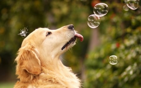 Licking Bubbles - bubbles, dog, golden, retriver