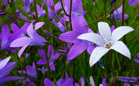 Purple flowers - purple, amazing, garden, flower