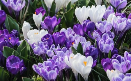 Crocuses - flowers, spring, nature, crocuses