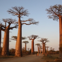 Baobab trees