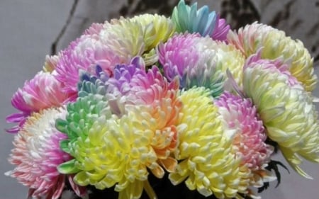 Rainbow Chrysanthemum - real, rainbow, photography, colorful, flowers