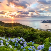 Hydrangea Hills