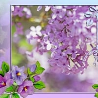 BEAUTIFUL LILACS