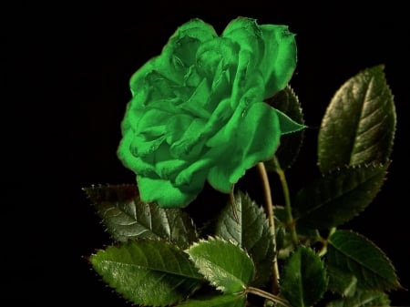 Lovely Green Rose - leaves, roses, thorns, stem