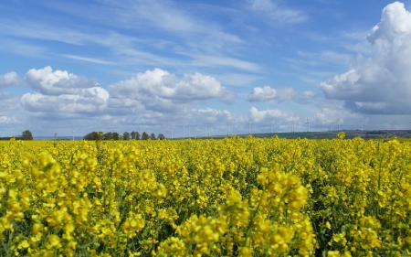 Field of Rapeseed - wind turbines, sky, yellow, rape, blue, field