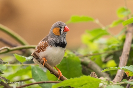 Zebra Finch - branches, leaves, animal, feather, zebra fibch, bird