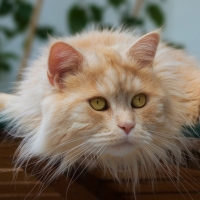 Red Fluffy Cat