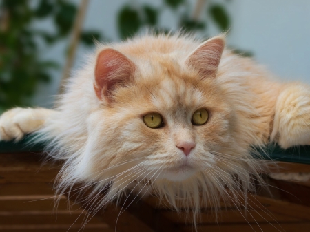 Red Fluffy Cat - kote, cat, fluffy, eyes, animal, muzzle, look