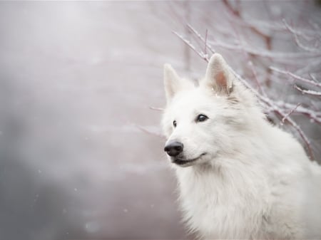 White Swiss Shepherd Dog - face, branches, bokeh, dog, animal, look, shepherd