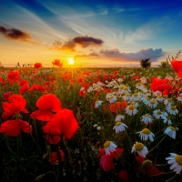 Poppy field at sunset