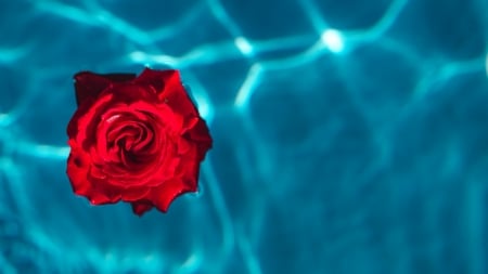 :-) - karolina grabowska, summer, red, flower, rose, water, blue, trandafir, vara