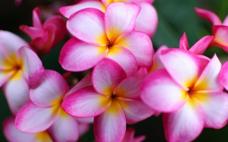 Plumeria - white, nature, flowers, pink