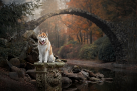 Husky - photo, animal, husky, dog