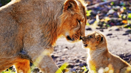 Lions - mother, love, wildlife, cub