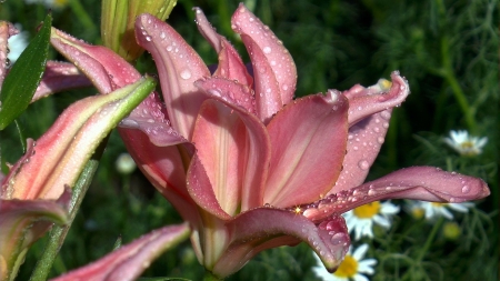 Flowers - flower, drops, nature, lilly