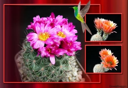 LOVELY CACTI - CACTUS, IMAGE, LOVELY, FLOWERS