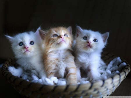 Kitties in a Basket - basket, animal, feline, cat