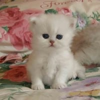 cute baby kitten