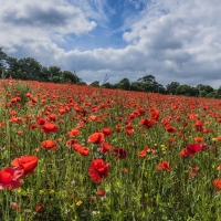 Poppy Field