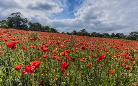 Poppy Field