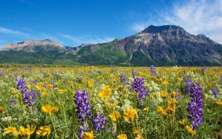 Meadow in Canada