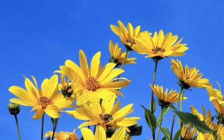 Jerusalem Artichoke - nature, sky, flowers, yellow