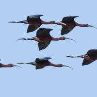 Glossy Ibises