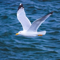 Seagull