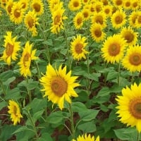 Sunflowers in Spain