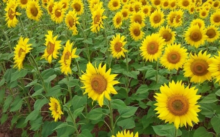 Sunflowers in Spain - flowers, summer, sunflowers, yellow