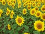 Sunflowers in Spain