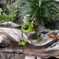 Tin Frogs on A Log