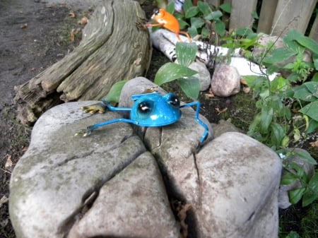 Blue Tin Frog - garden decorations, photography, blue, tin frog, summer, rock