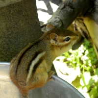 Sitting on His Food Can