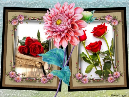 FRAMED ROSES - flowers, framed, image, roses