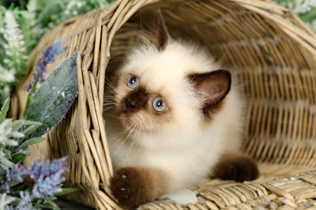 Himalayan kitten - adorable, fluffy, kitty, basket, curious, kitten, sweet, flowers, cute