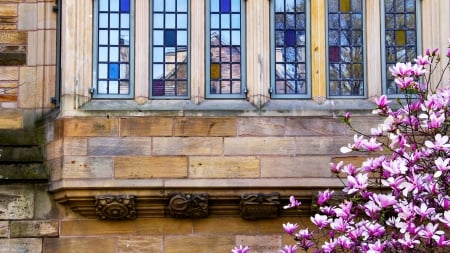 Yale University Victorian windows - Connecticut, USA, New Haven, reflection, Yale, magnolia, Windows, victorian, University