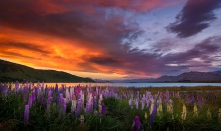 Lupins at sunset - Shore, Lake, Flowers, Lupins