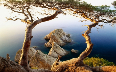 ocean view - rock, ocean, tree, grass