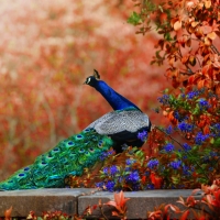 Peacock