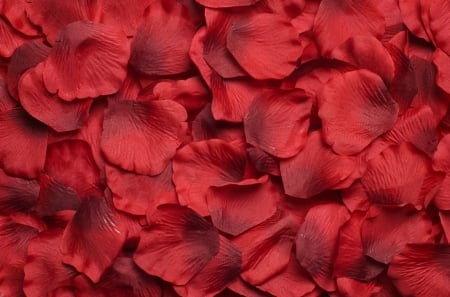 Petals - skin, red, rose, texture, petals