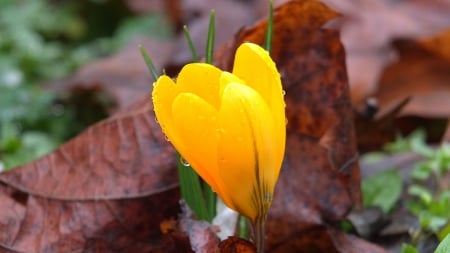 Crocus - ferruccio zanone, yellow, spring, leaf, flower, crocus