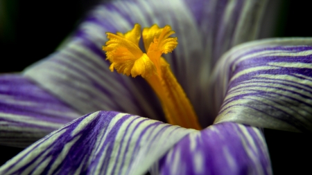 Crocus - skin, white, yellow, blue, macro, spring, flower, crocus